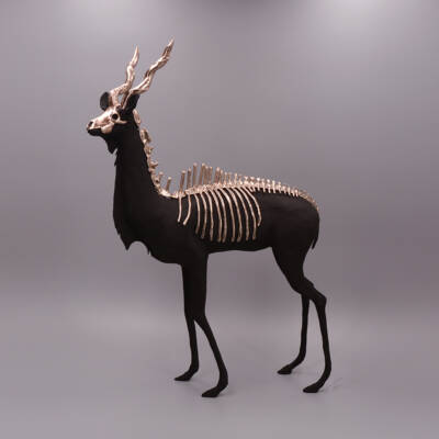 Kudu, osseus spiritus by Virginie Gribouilli