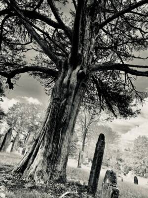 Goddess Tree by Olivia Spielman