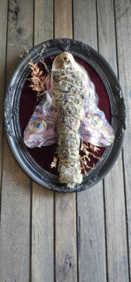 Blackwood Mummified Fairy 'Acacia' by Dina Goebel