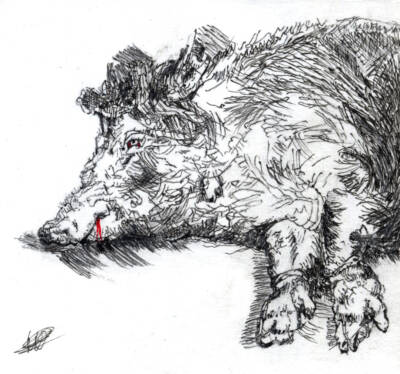 Rembrandt’s pig by Filippo Mattarozzi