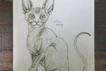 Sphynx cat drawing