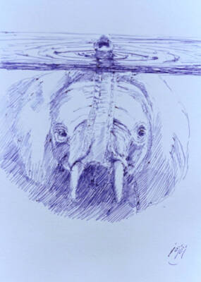 An Elephant by jöjöj 