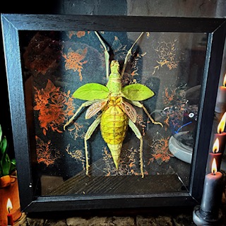 Insectarium Display ( Heteropteryx Dilatata) by Kelly Ankru