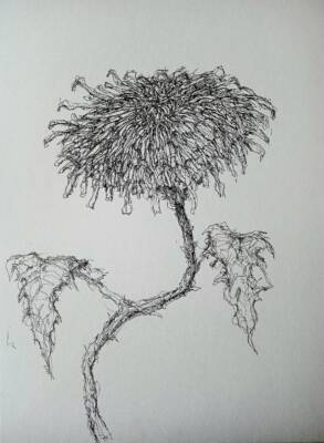 Death of a Daisy by Gavin Porter