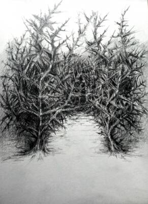 Two Thorns Co Sligo by Gavin Porter