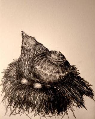 Song thrush snail by Gavin Porter