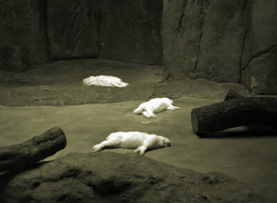 Waiting For the Lions by Marcel van Beek