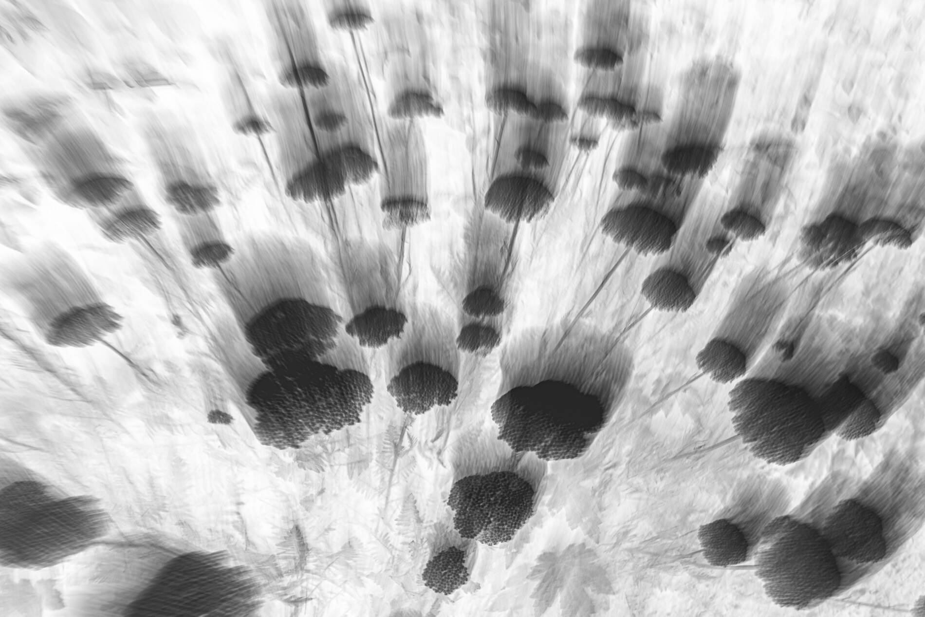 Ghost Blossom I