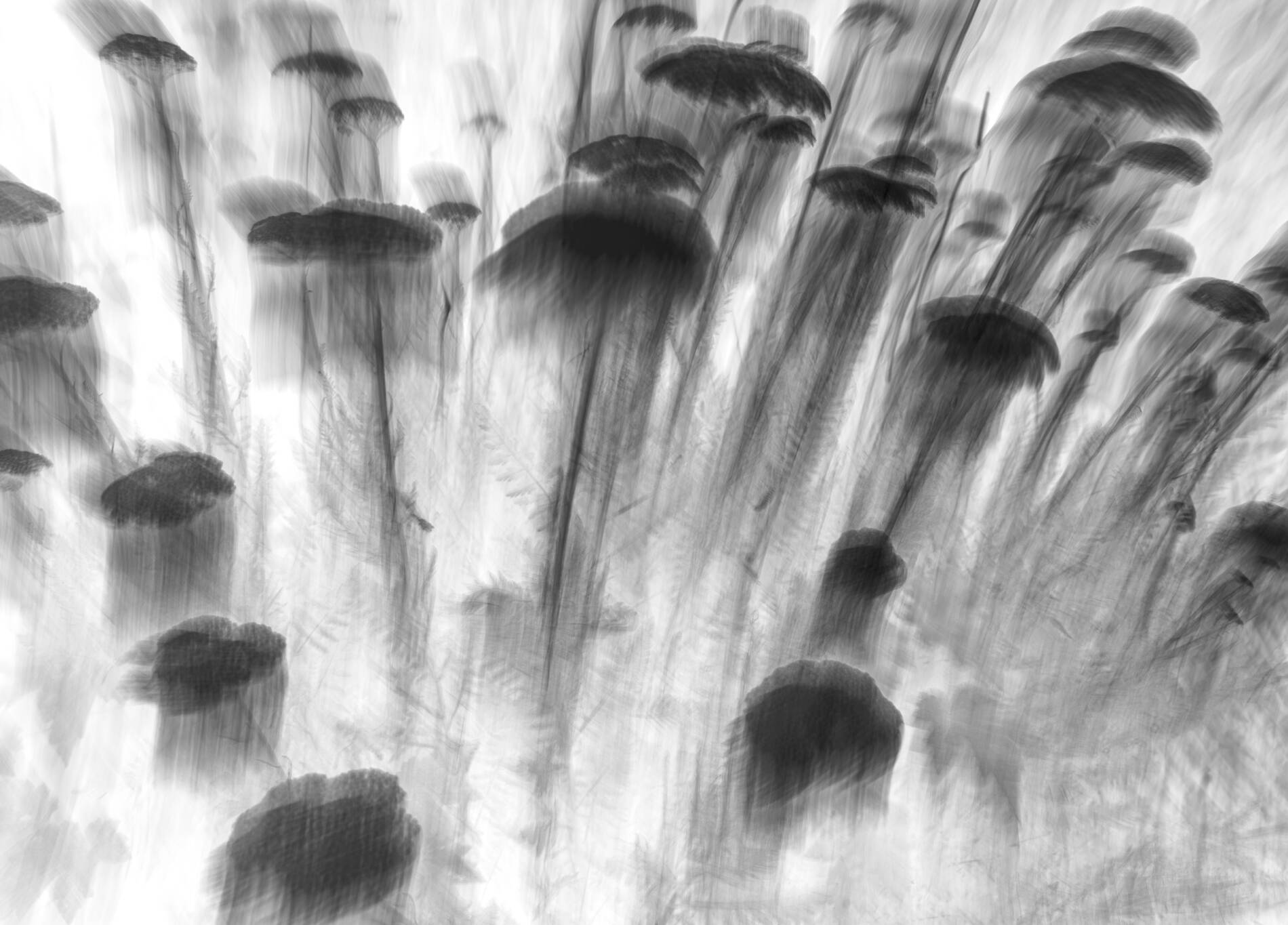 Ghost Blossom III